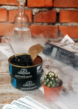 Северный Центровой кактус 25гр